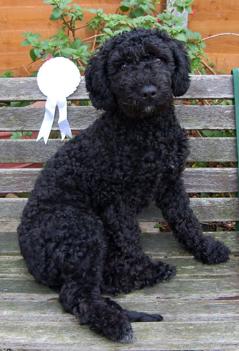 Pictures of Spanish Water Dogs